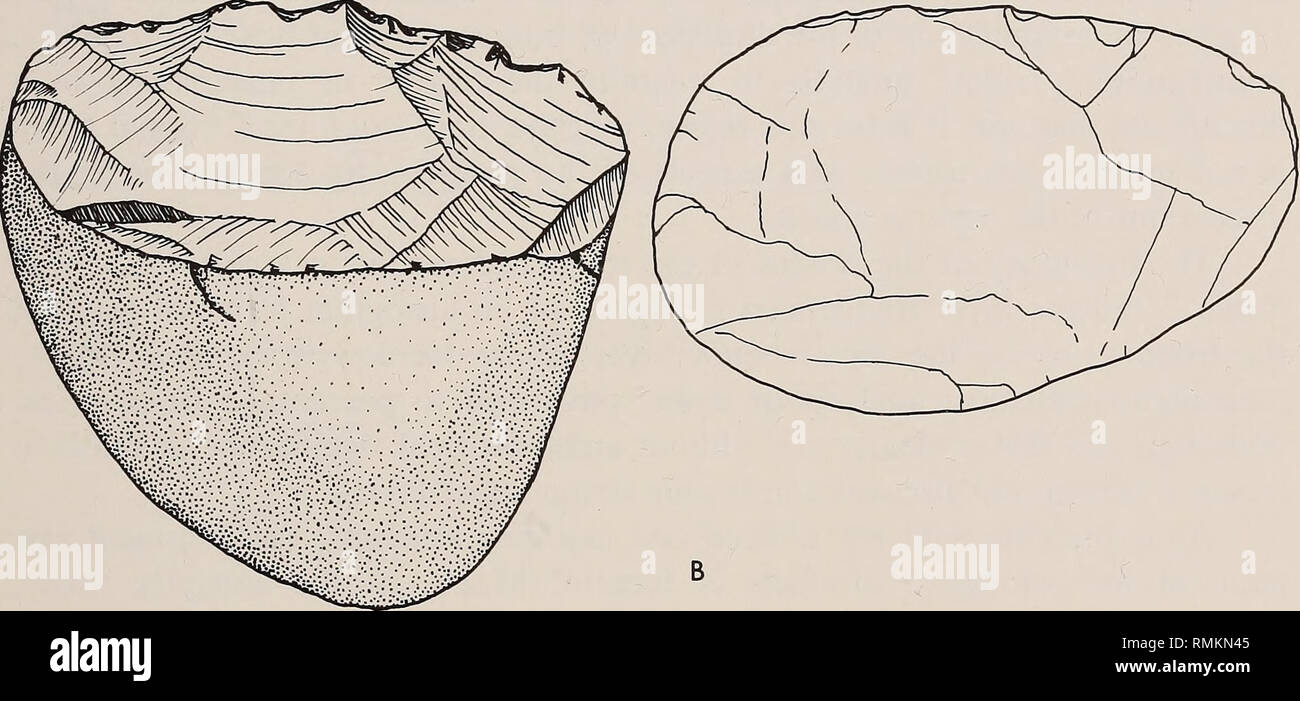 . Annali della South African Museum = Annale van die Suid-Afrikaanse museo. Storia naturale. CM Fig. 12. Bordo pesante-fiocchi di pezzi, quarzite. A. strato 6. Lo strato B. 5. Ritoccate artefatti gli artefatti in questa categoria sono quelli che mostrano la modifica intenzionale del "vuoto" (falda, lama, ecc.) allo scopo di creare una specifica forma, ad esempio segmenti o un particolare tipo di bordo di lavorazione, ad esempio i raschiatori. Esso comprende anche un certo numero di pezzi che resistono classificazione formale e sono pertanto definiti "varie ritocca". La modifica di questi artefatti sembra essere stato del Foto Stock