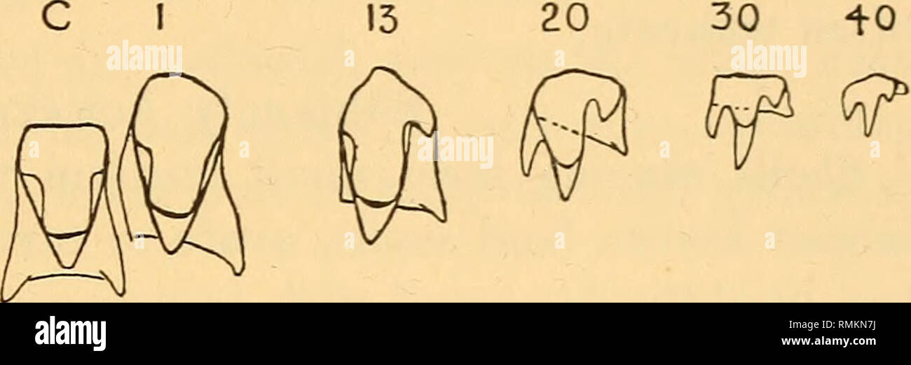 . Annali della South African Museum = Annale van die Suid-Afrikaanse museo. Storia naturale. Un sondaggio monografico sudafricano di non-marine Mollusca. 293 in maniera restrittiva ma strettamente riflessi, talvolta completamente annullando i minuti di rima. Alt. 19-2, lat. 10-4; apert. alt. 11-1, lat. 6-8; ultimo whorl 16-2 mm., ma la shell è spesso piuttosto più snella di contorno. Hab. La provincia del Capo. Glenavon cade, Somerset East (Miss Bowker). Digitare set nel British Museum. Ganascia arcuato, circa 1*7 mm., composta da circa 18 irregolari lamelle radiali; radula (testo-fig. 24) misure circa 4 x 1'2 mm. Quando fl Foto Stock