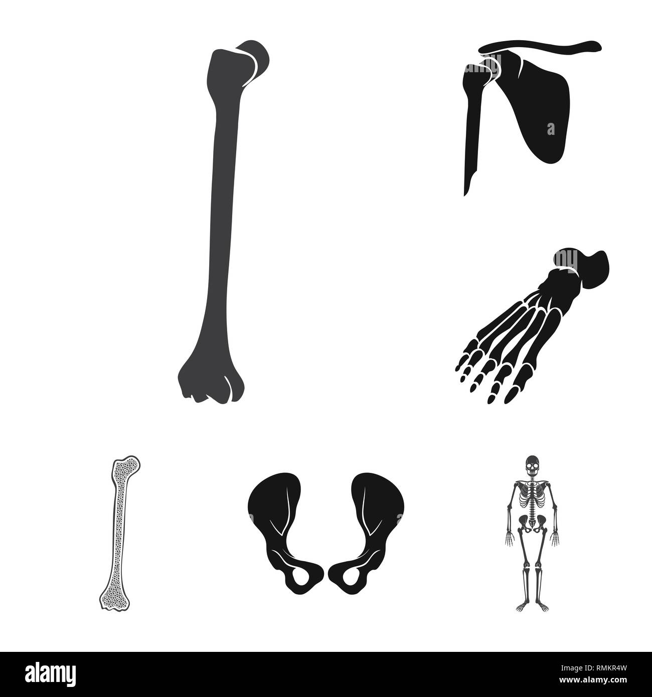 Femore,piedi,hip,apparato muscoloscheletrico,rotto,bacino,caviglia,ossuto,congiunto,scientific,fibula,sano,gamba,,scheletrico shin,pelvico podologia,,GINOCCHIO,chirurgia,sistema,tibia,l'avampiede,corpo,frattura,dito,cranio,flatfoot,l'allineamento,calcio,biology,medical,osso,skeleton,anatomia umana,,organi,medicina clinica,,impostare,vettore,icona,immagine,isolato,raccolta,design,l'elemento,graphic,segno,Black,semplici vettori vettore , Illustrazione Vettoriale