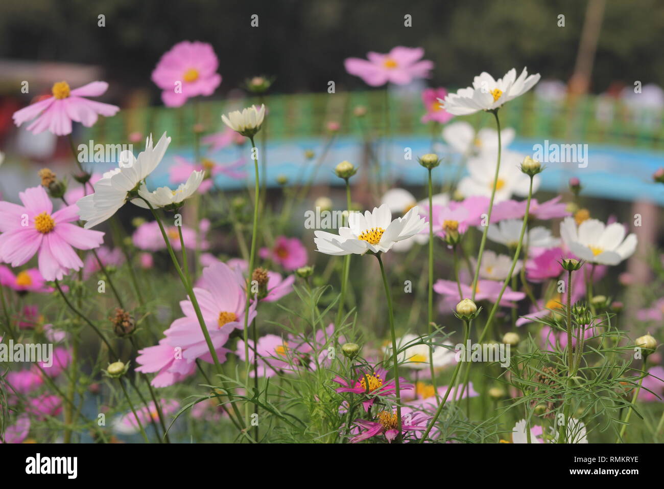 Il tiglio phot sfondo Foto Stock