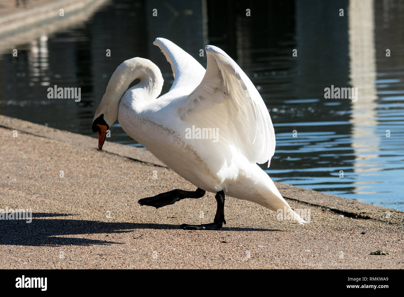 Cigno camminando sulla terra Foto Stock
