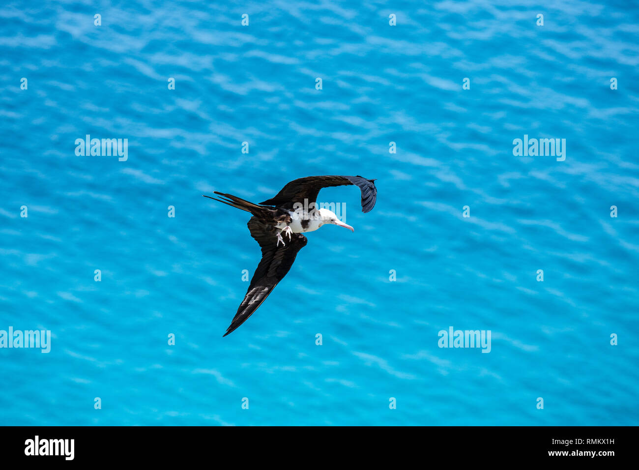 Lesser frigatebird (Fregata ariel) in volo contro il cielo blu su aride, Isola, Seicelle nel mese di ottobre Foto Stock