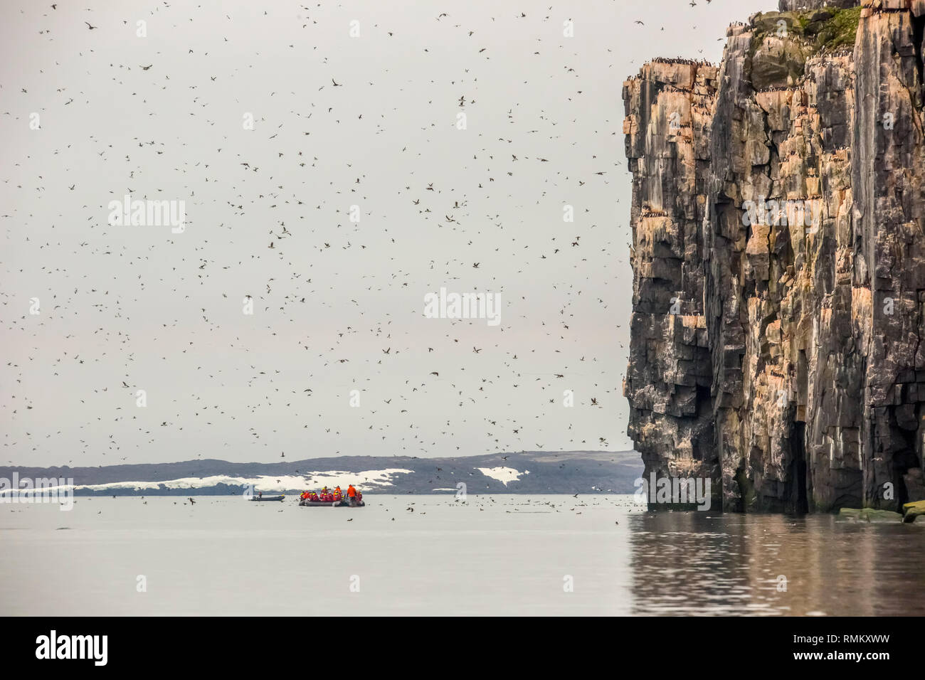 Colonia nidificazione di spessi fatturati murre o Brünnich's guillemot (Uria lomvia) a Aalkefjellet Hinlopenstretet Spitsbergen, Svalbard, casa di oltre 60.000 Foto Stock