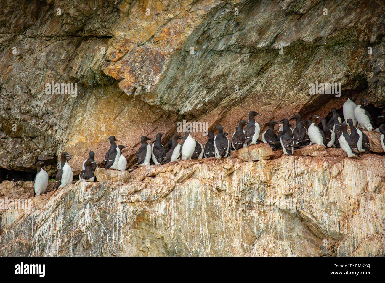 Colonia nidificazione di spessi fatturati murre o Brünnich's guillemot (Uria lomvia) a Aalkefjellet Hinlopenstretet Spitsbergen, Svalbard, casa di oltre 60.000 Foto Stock