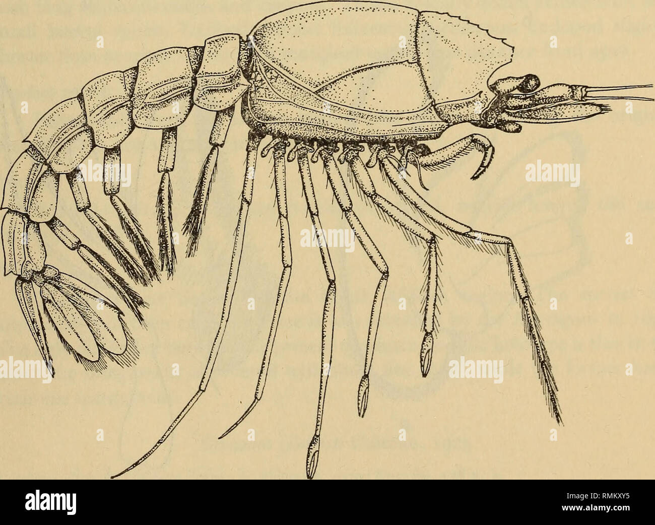 . Annali della South African Museum = Annale van die Suid-Afrikaanse museo. Storia naturale. DEEP SEA DECAPOD CRUSTACEA DA OVEST DI CAPE POINT 299 record precedenti Off Cape Point 475-630 fms (930-1240 m), a sud-ovest dell'Oceano Indiano. Materiale SAM.A10441 SAM. Ai 0442 Carapace Stazione del carapace profondità lunghezza lunghezza (") 17-2 mm A189 1098 27-2 mm A189 1098 31*0 mm 31-6 mm 27-5 mm 22*7 mm Haliporus villosus Alcock &AMP; Anderson, 1874 figure 7, 8 Haliporus villosus Alcock &AMP; Anderson, 1894: 146. Alcock, 1900: pi. 26, fig. 1. Hymenopenaeus villosus: Burkenroad, 1936: 105. Descrizione tegumento soft Foto Stock