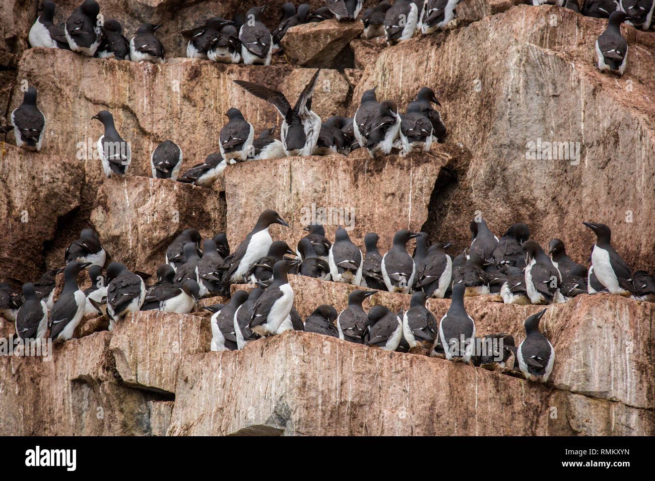 Colonia nidificazione di spessi fatturati murre o Brünnich's guillemot (Uria lomvia) a Aalkefjellet Hinlopenstretet Spitsbergen, Svalbard, casa di oltre 60.000 Foto Stock