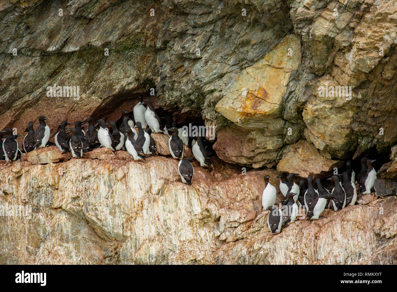 Colonia nidificazione di spessi fatturati murre o Brünnich's guillemot (Uria lomvia) a Aalkefjellet Hinlopenstretet Spitsbergen, Svalbard, casa di oltre 60.000 Foto Stock