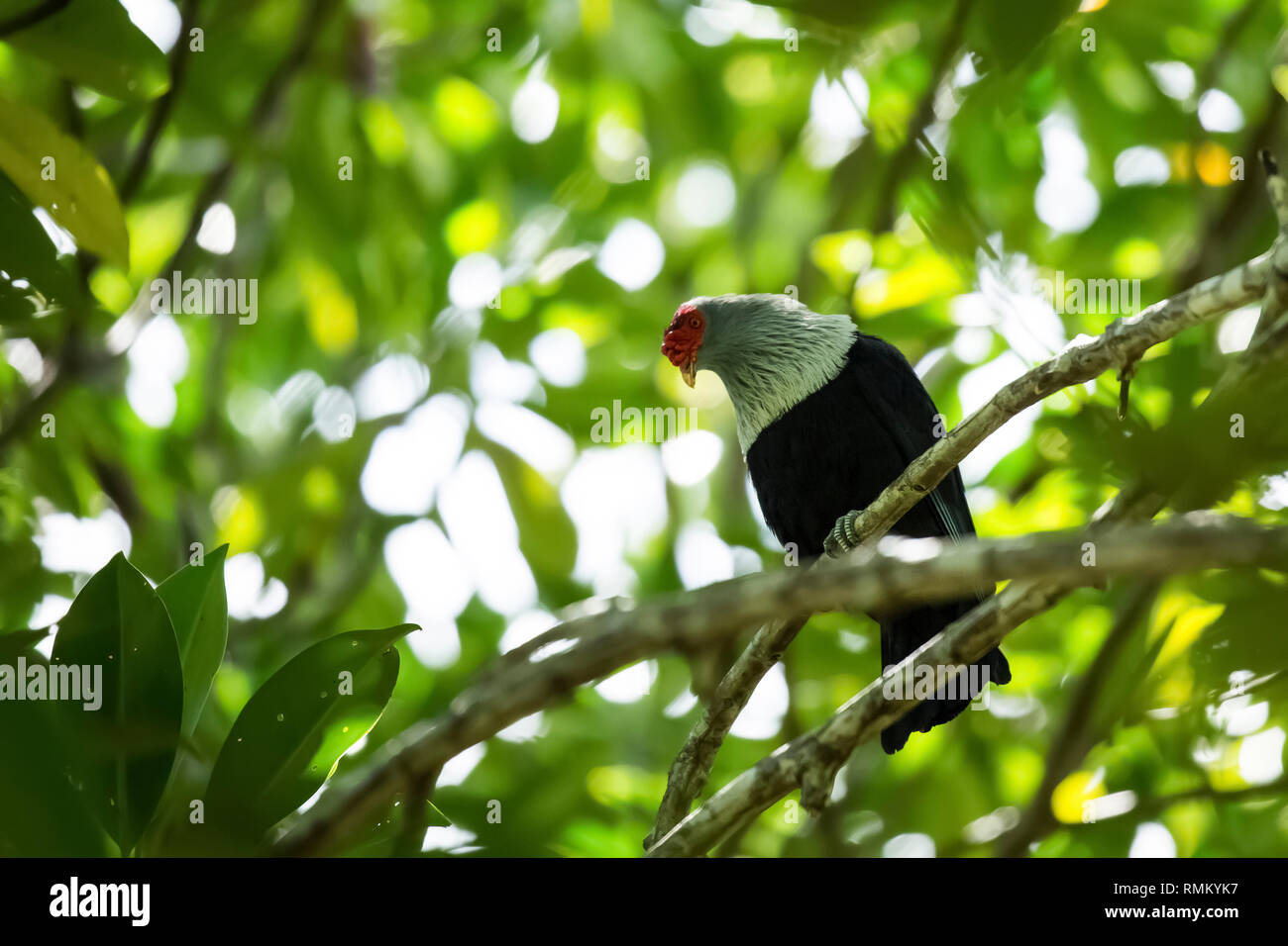 La Seychelles piccione blu (Alectroenas pulcherrimus), noto anche come Seychelles frutta blu colomba è una di medie dimensioni piccione che abita il bosco Foto Stock