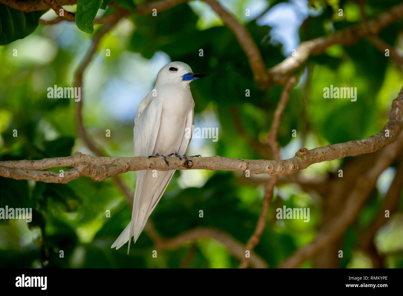 Una terna di colore bianco o bianco Fairy Tern (Gygis alba) in una struttura ad albero. Fotografato il cugino, isola delle Seychelles, un gruppo di isole a nord del Madagascar ho Foto Stock