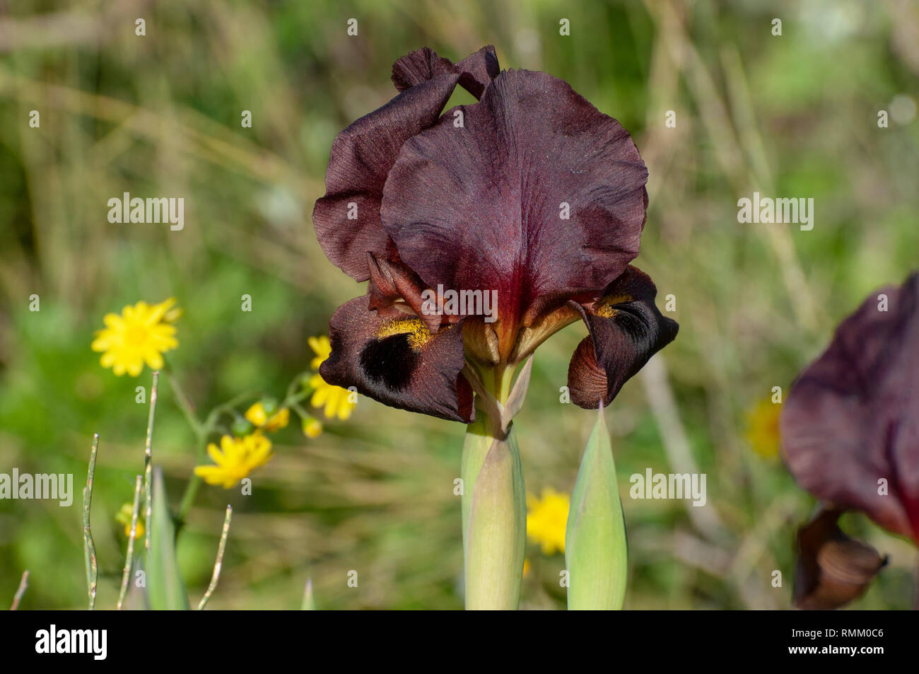 Costiera o Iris Iris Viola (Iris atropurpurea) Questa Iris è endemica di Israele Phitigraohed in Ness Ziona, Israele in febbraio Foto Stock