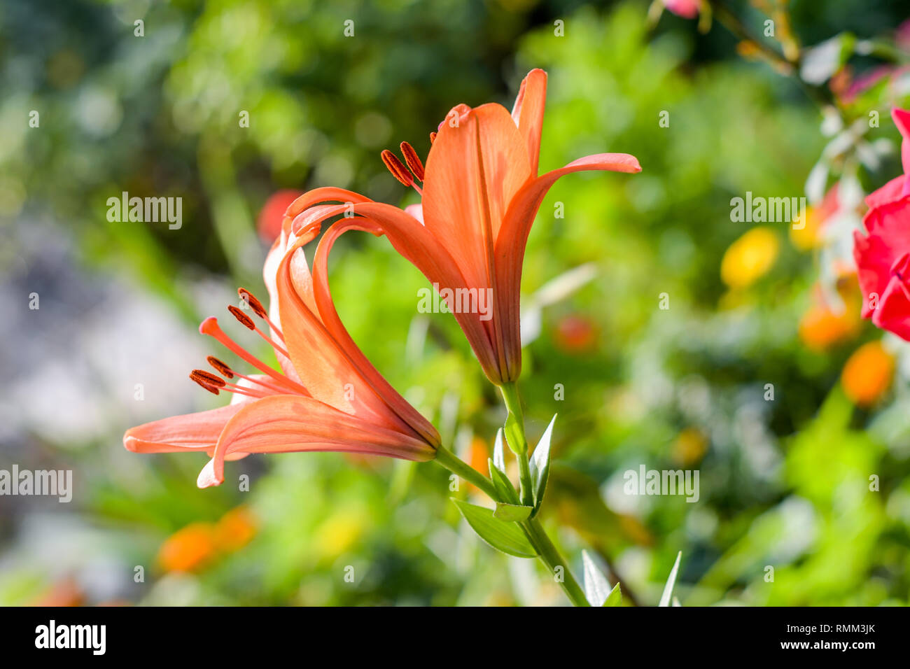 Due rosa e arancio fiori vitigno a campana o a tromba di superriduttore (Campsis radicans), nota come prurito di vacca o hummingbird vigna in fiore con semi e foglie, Foto Stock