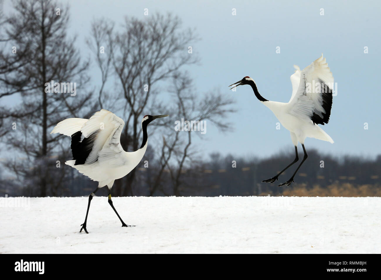 Due red-incoronato gru, Kushiro, Hokkaido, Giappone Foto Stock