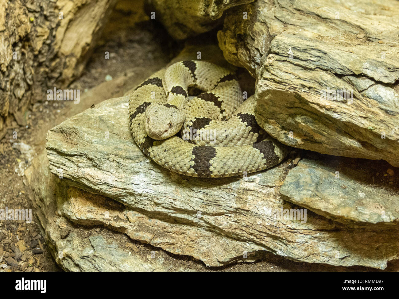 Nastrare Rattlesnake Rock (Crotalus lepidus klauberi) tra rocce Foto Stock