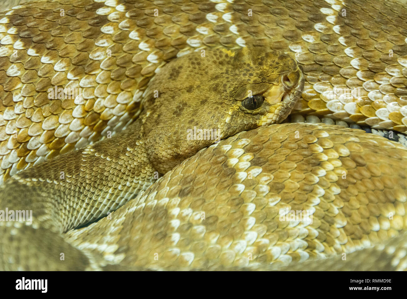 Western Diamondback Rattlesnake (Crotalus atrox) Foto Stock