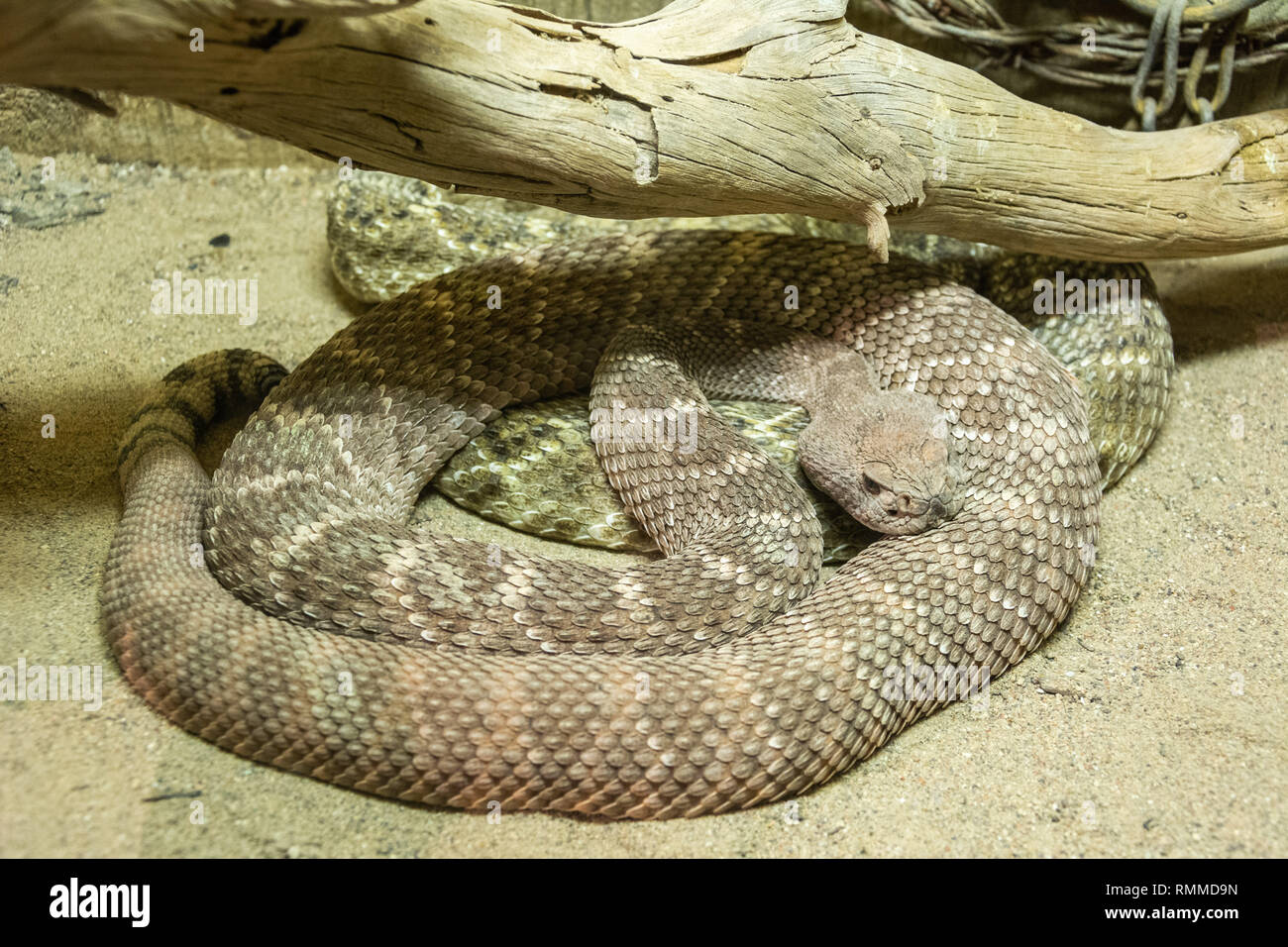 Western Diamondback Rattlesnake (Crotalus atrox) Foto Stock
