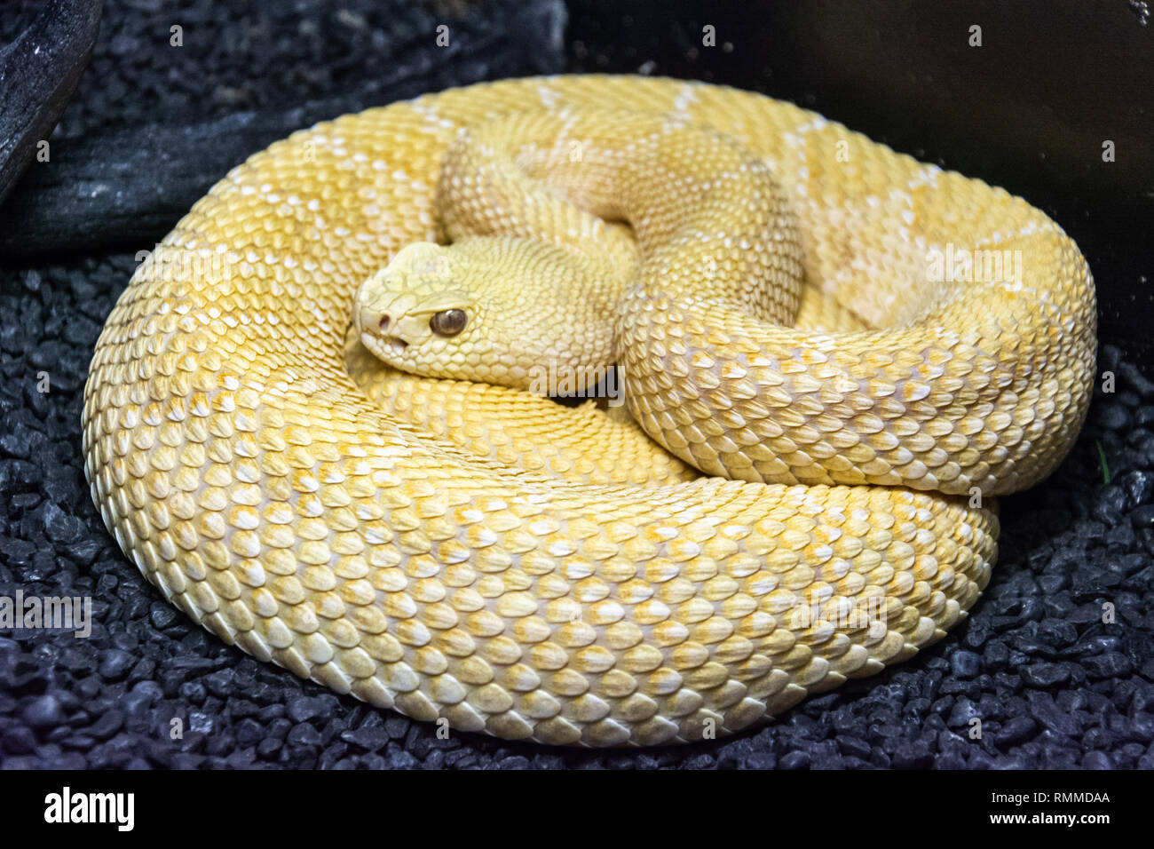 Western Diamondback Rattlesnake (Crotalus atrox) presentando amelanistic (Albino) colore. Foto Stock