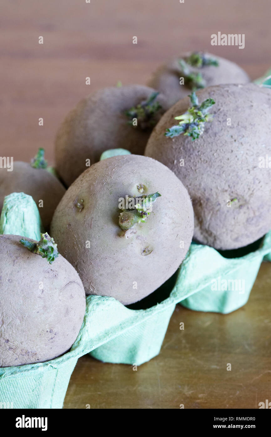 Solanum tuberosum. Potato Setanta chitting. Foto Stock