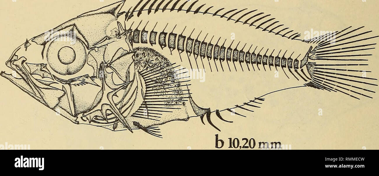 . Annali della South African Museum = Annale van die Suid-Afrikaanse museo. Storia naturale. a 735 mm 4^^""^^^.. Fig. 8. Helicolenus dactylopterus a. Larva, b. Presto i capretti che mostra completato ossificazione principali. Le misurazioni indicano la lunghezza standard. seconda colonna vertebrale primario si allunga notevolmente a diventare come lungo come il terzo ed eventualmente il più lungo la colonna vertebrale, come nella condizione di adulto. Una piccola spina dorsale si sviluppa dietro il sopraorbitale, anche dietro la supra temporali. Le file di denti villiform sviluppare sulla pinza superiore e inferiore nel tardo stadio larvale. Nel tronco e di ossificazione di coda Foto Stock