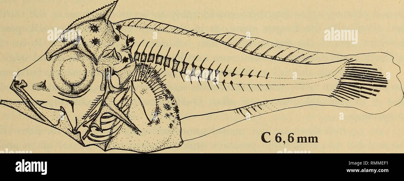 . Annali della South African Museum = Annale van die Suid-Afrikaanse museo. Storia naturale. C 6,6 mm di Fig. 7. Helicolenus dactylopterus primi stadi larvali che mostra la posizione e la relativa lunghezza delle spine di testa. Le misurazioni indicano la lunghezza standard. colonna vertebrale. Da 10,2 mm la colonna vertebrale parietale è diventata bifido come in novellame. Due spine opercular diventano evidenti in corrispondenza del bordo posteriore della opercle come negli adulti. A partire dal tardo stadio larvale a 10,0 mm e stadio giovanile tra 15 e 20 mm la dimensione relativa della testa dei dorsi diminuisce e diventano molto meno appariscente. Il secondario di spine sul preoperatorio Foto Stock