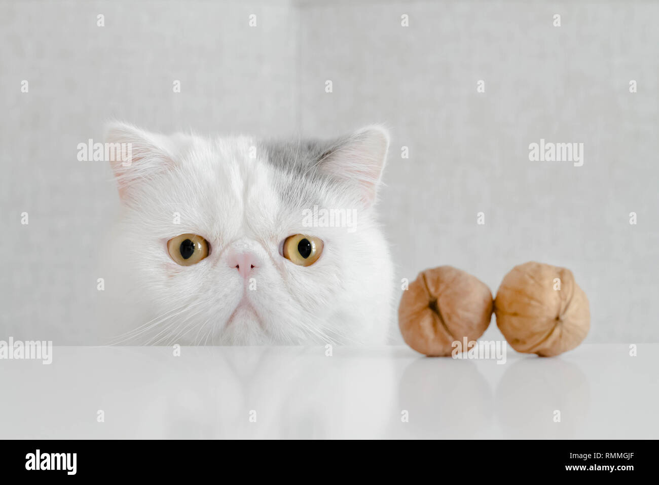 Spruzzi concettuale e neutro di un trepidante Exotic Shorthair kitten Foto Stock