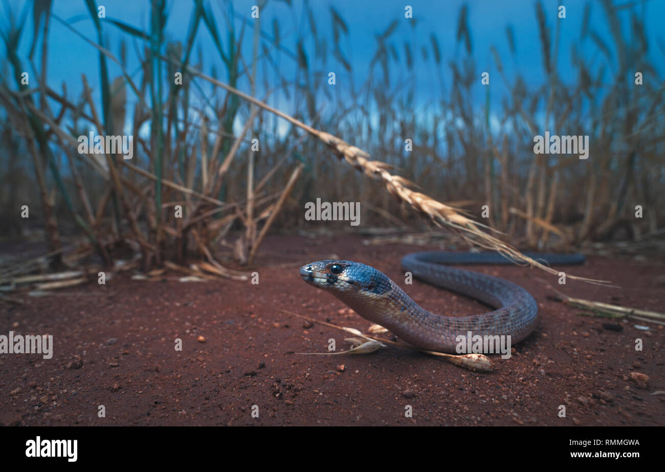 Eastern incappucciati scagliose-piede lizard (Pygopus schraderi) in un umido campo di grano, Australia Foto Stock