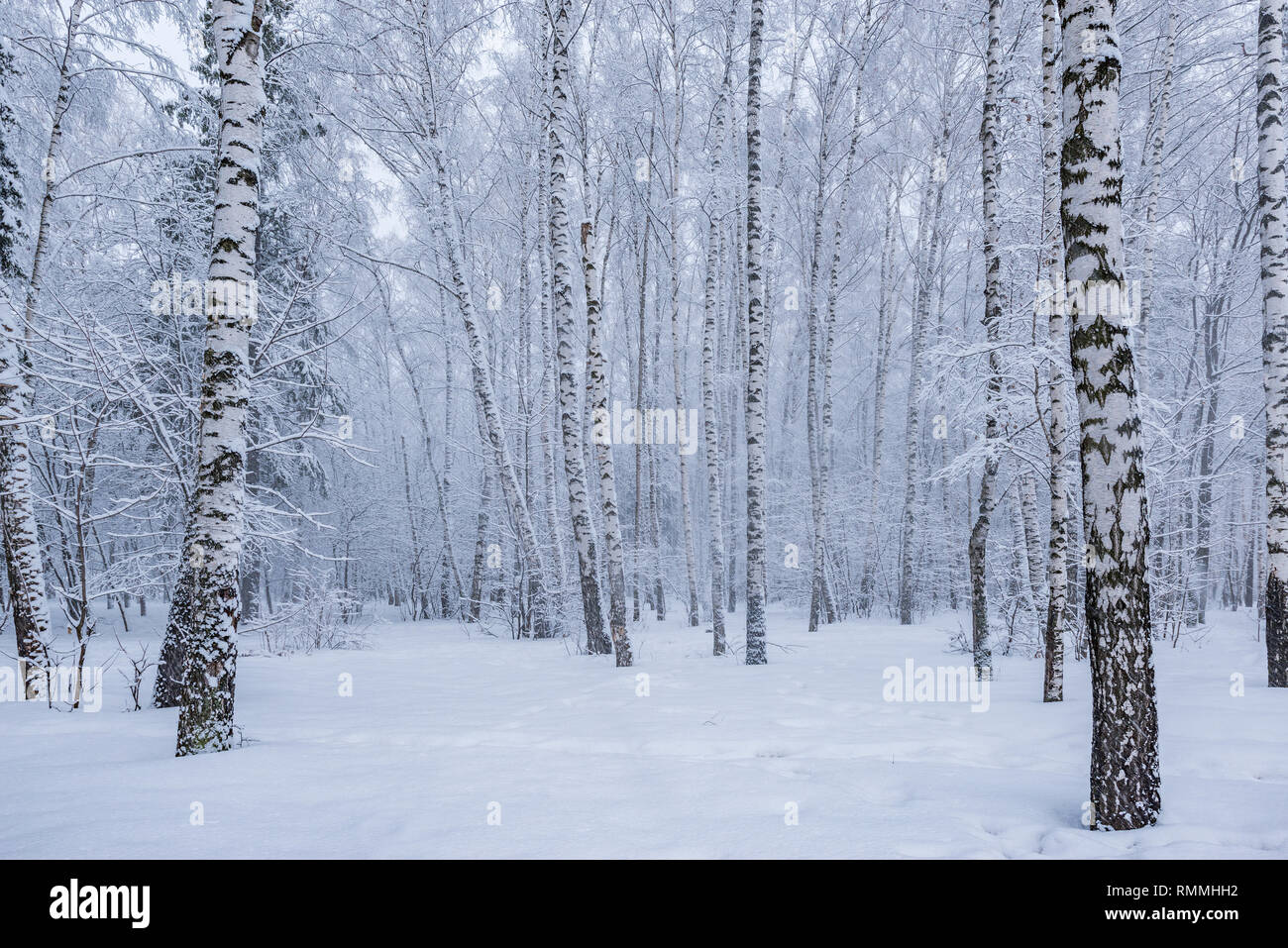 Polveri di neve cadute dagli alberi in betulla grove al giorno d'Inverno tempo. Foto Stock