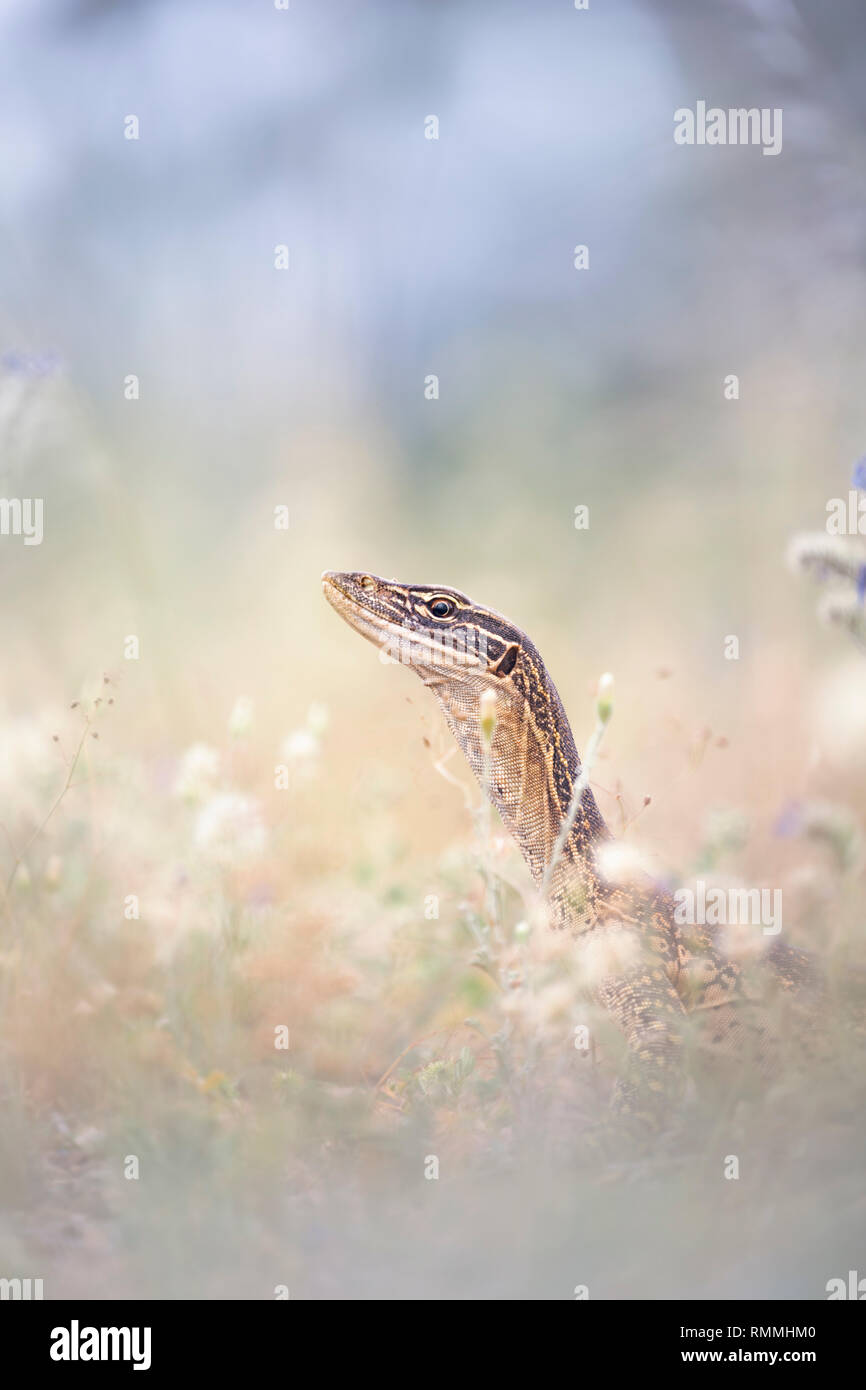 Ritratto di una sabbia goanna (Varanus gouldii), Australia Foto Stock