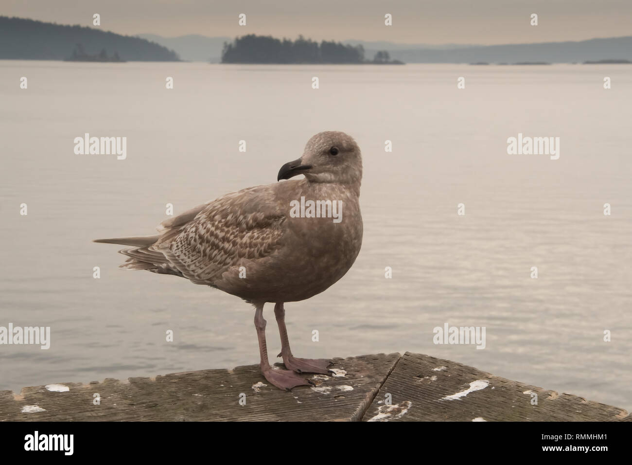 Gabbiano femmina dal mare, British Columbia, Canada Foto Stock