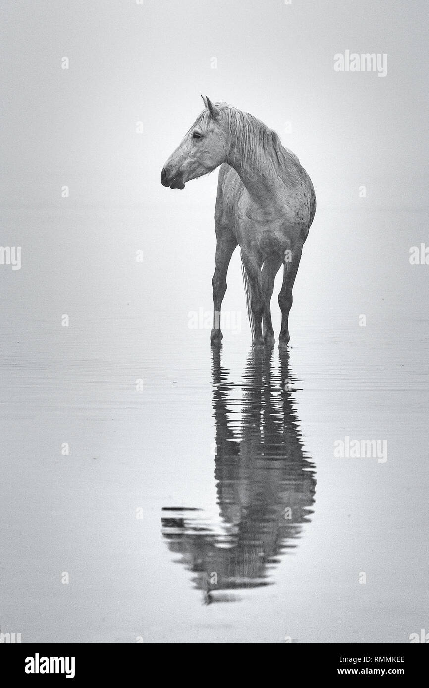 Camargue Cavalli bianchi Foto Stock