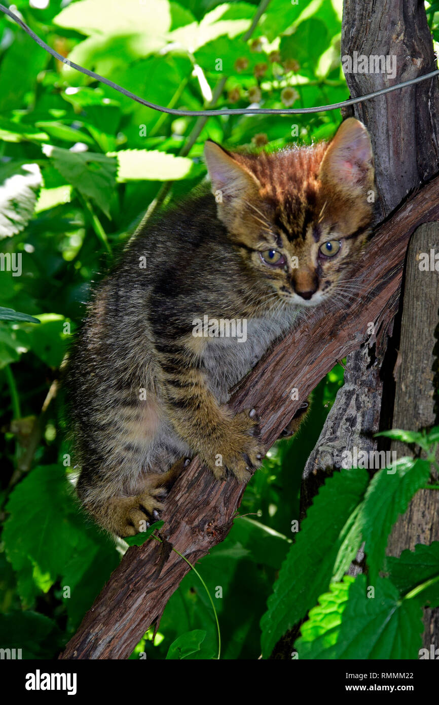 Grigio brunastro tabby kitten afferrando con artigli un vitigno cordon sotto il baldacchino verde Foto Stock