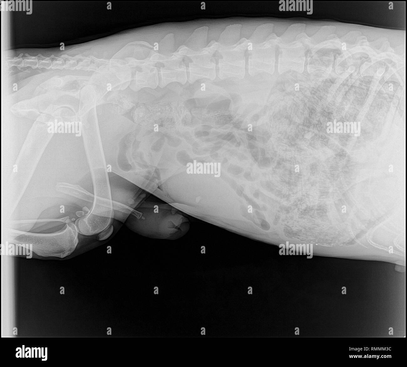 Immagine a raggi X di un cane con una polmonite Foto Stock