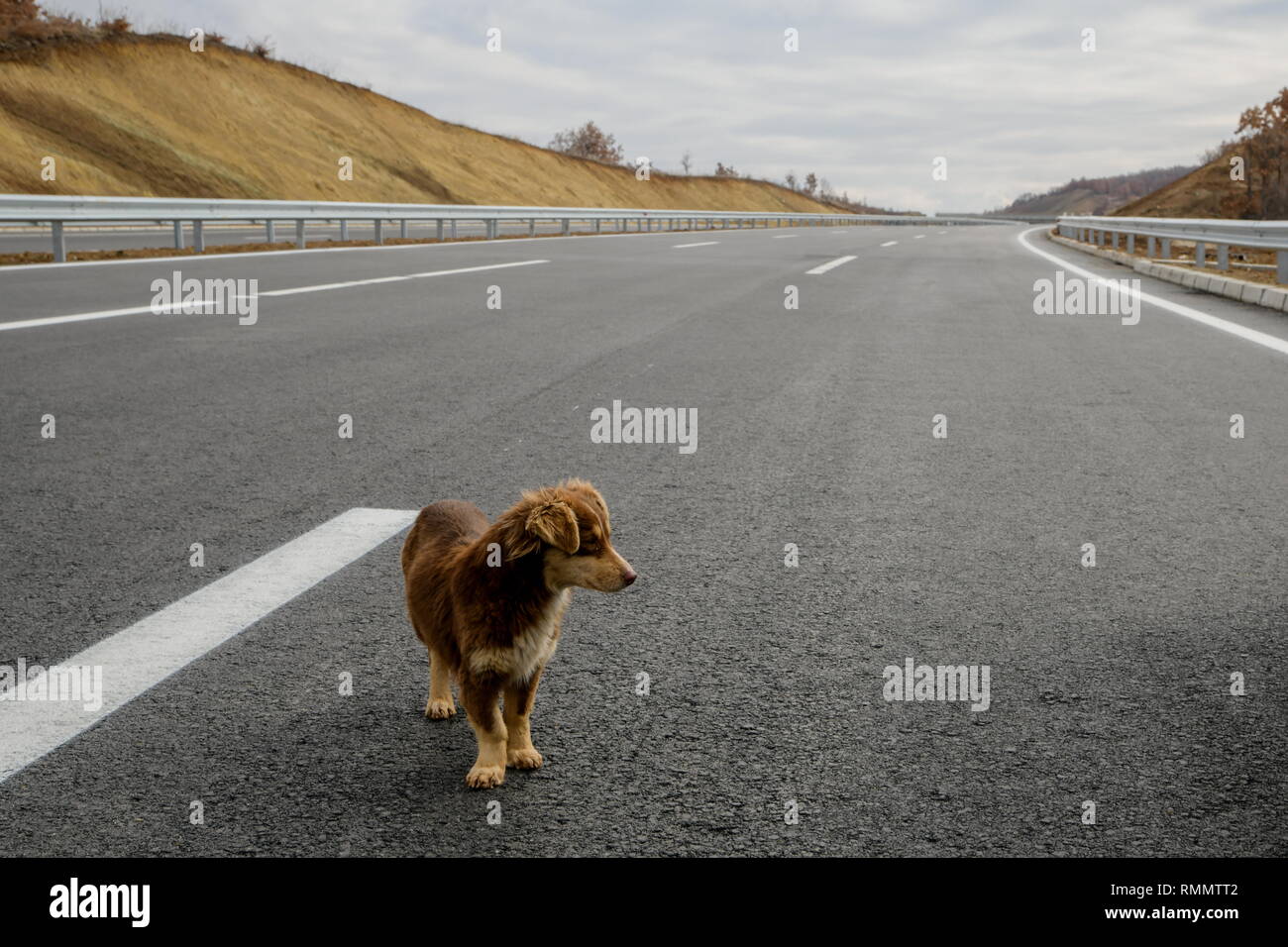 Un cane randagio che sorge nel mezzo di una autostrada Foto Stock