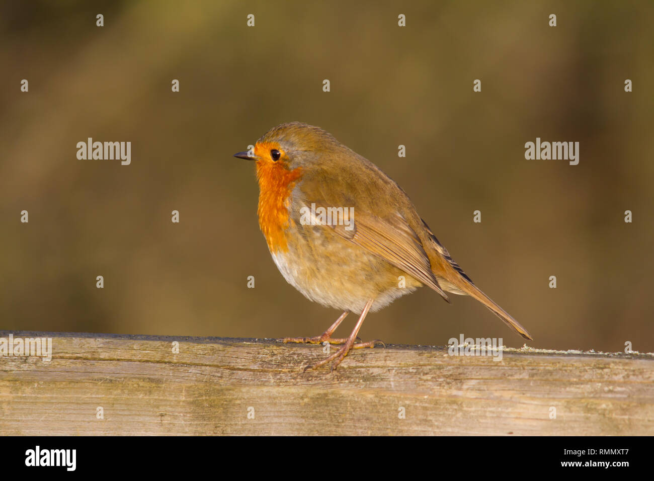 Unione Robin (Erithacus rubecula) arroccato su di un cancello in legno. Foto Stock