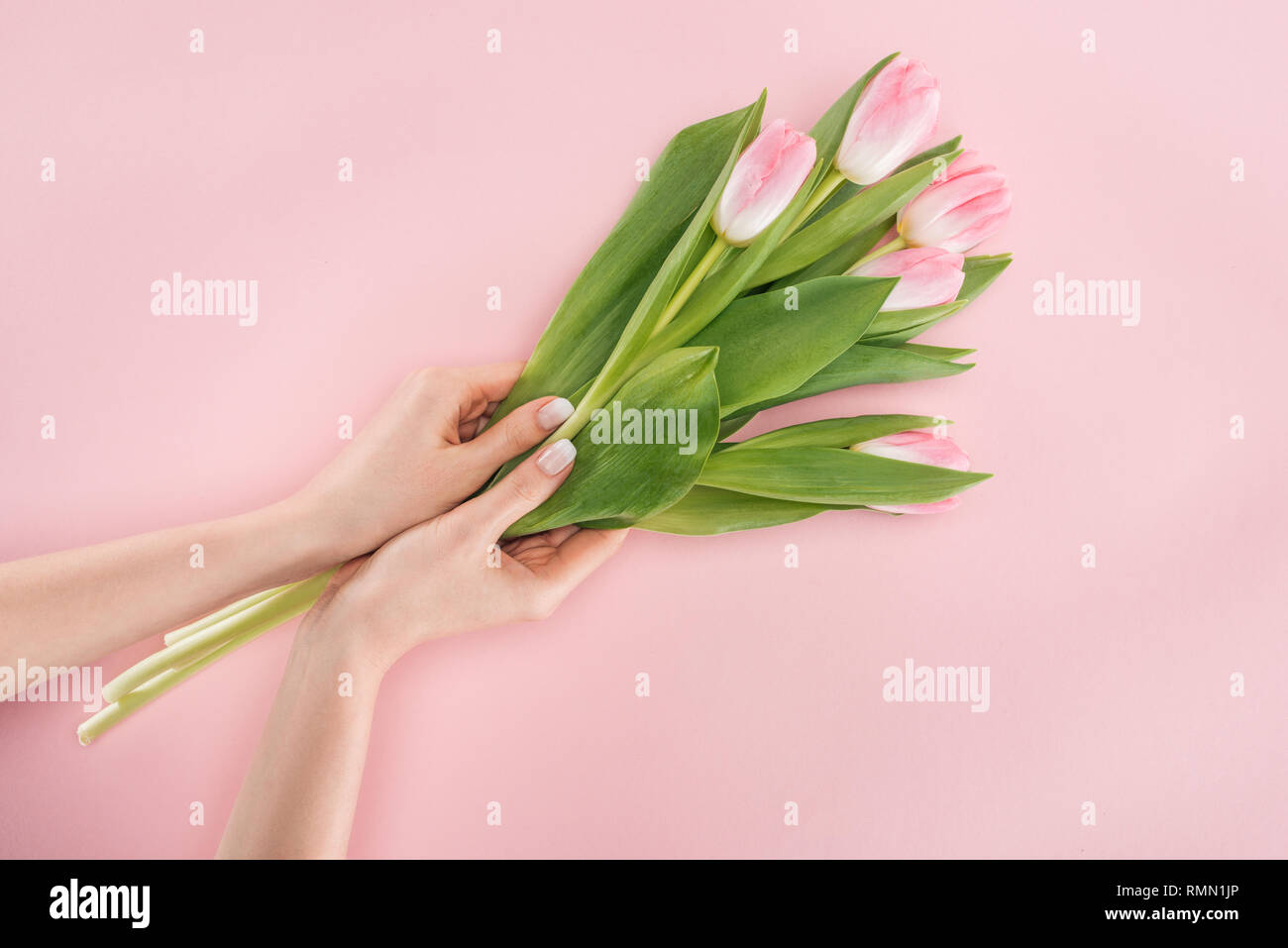 Vista ritagliata della donna molla di trattenimento tulipani isolato in rosa Foto Stock