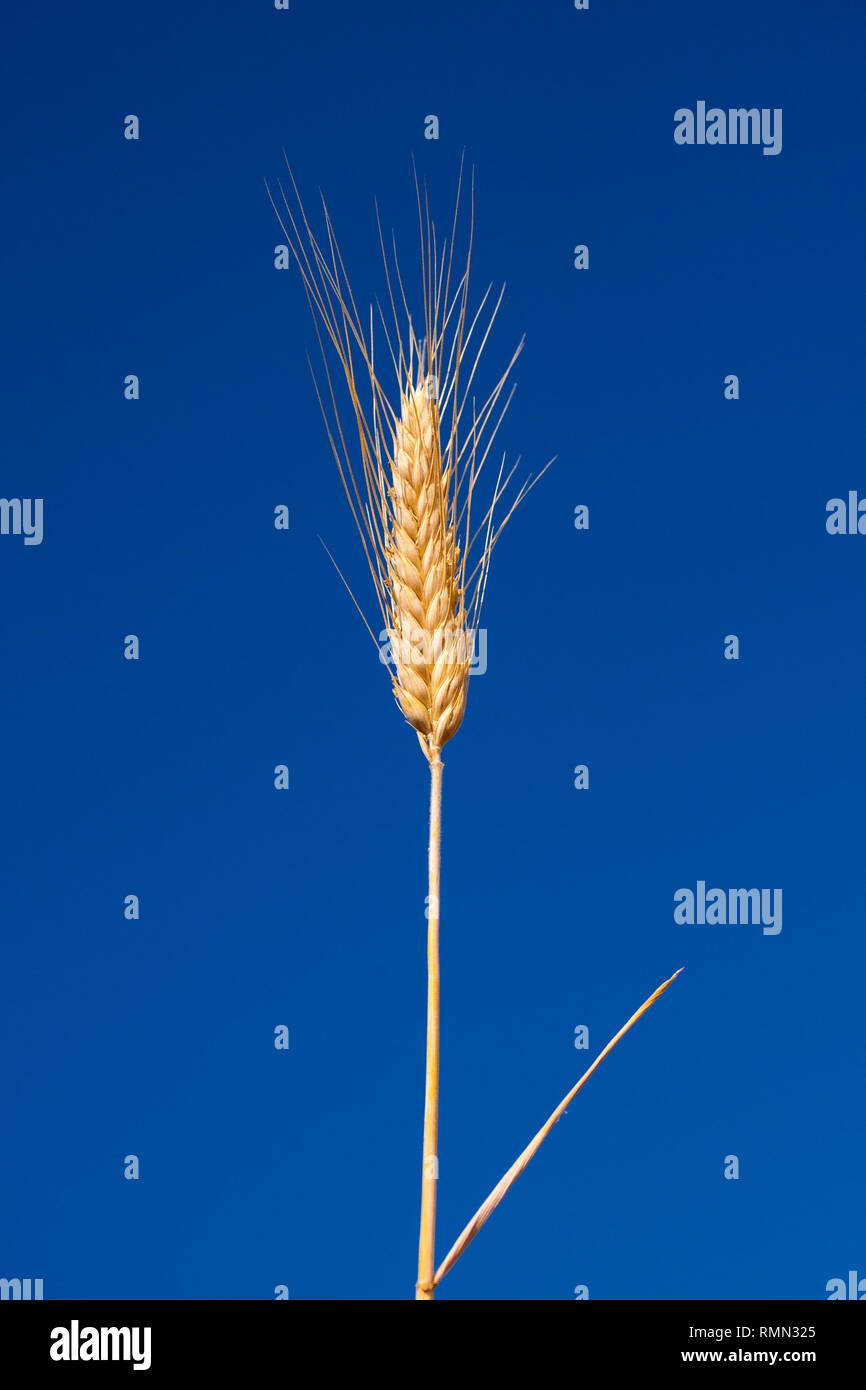 Sola paglia di grano con spike isolato su un cristallo di cielo blu chiaro in background Foto Stock