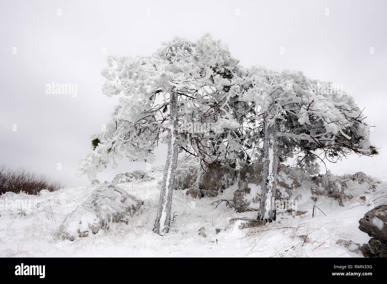 Un paio di pini coperti di uno spesso strato di ghiaccio con rami innevati. Congelati snow landscape in montagna in un duro inverno Foto Stock