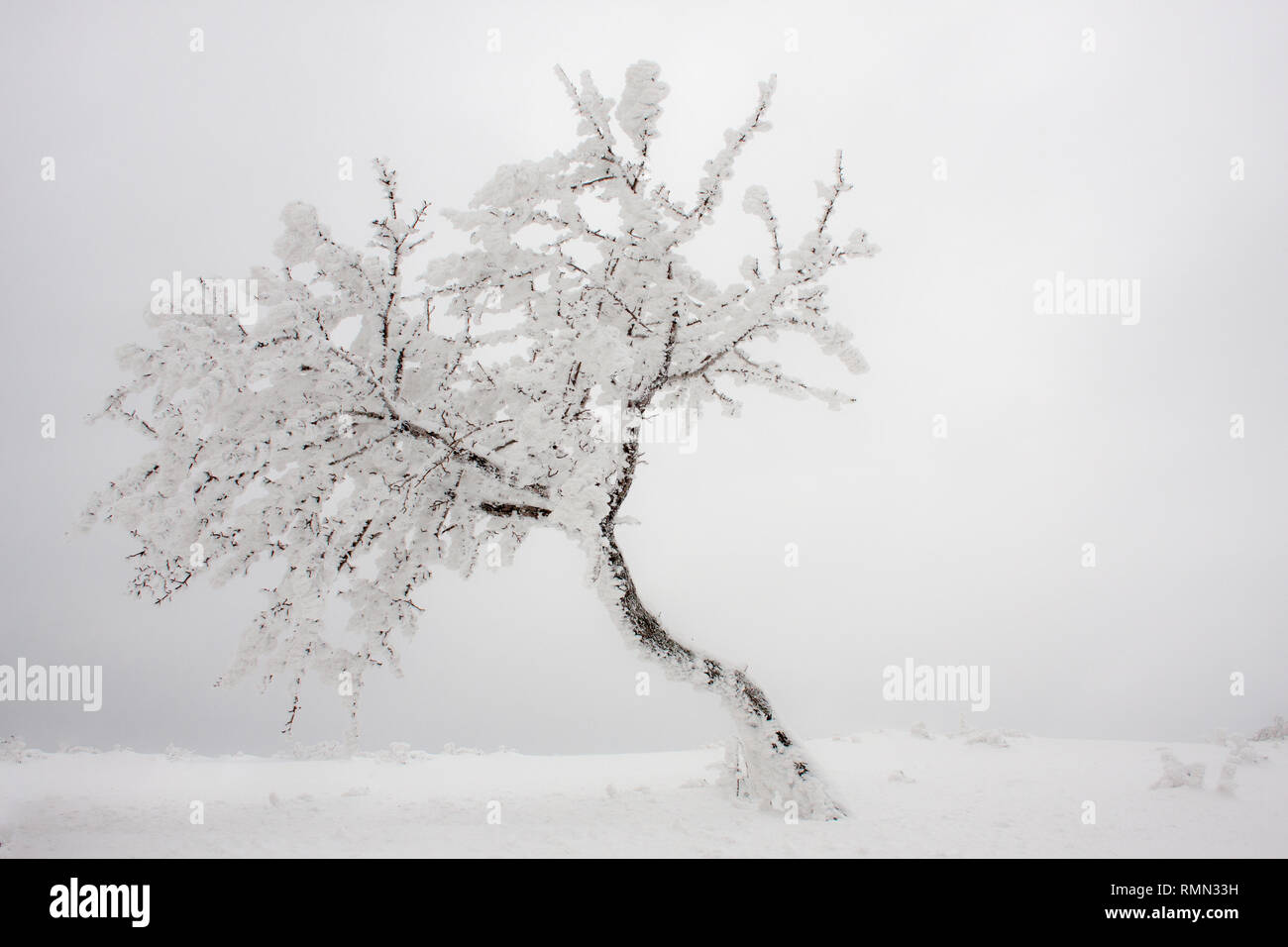 Vista panoramica di un albero coperto di brina e ghiaccio dopo una tempesta di neve in una fredda giornata invernale Foto Stock