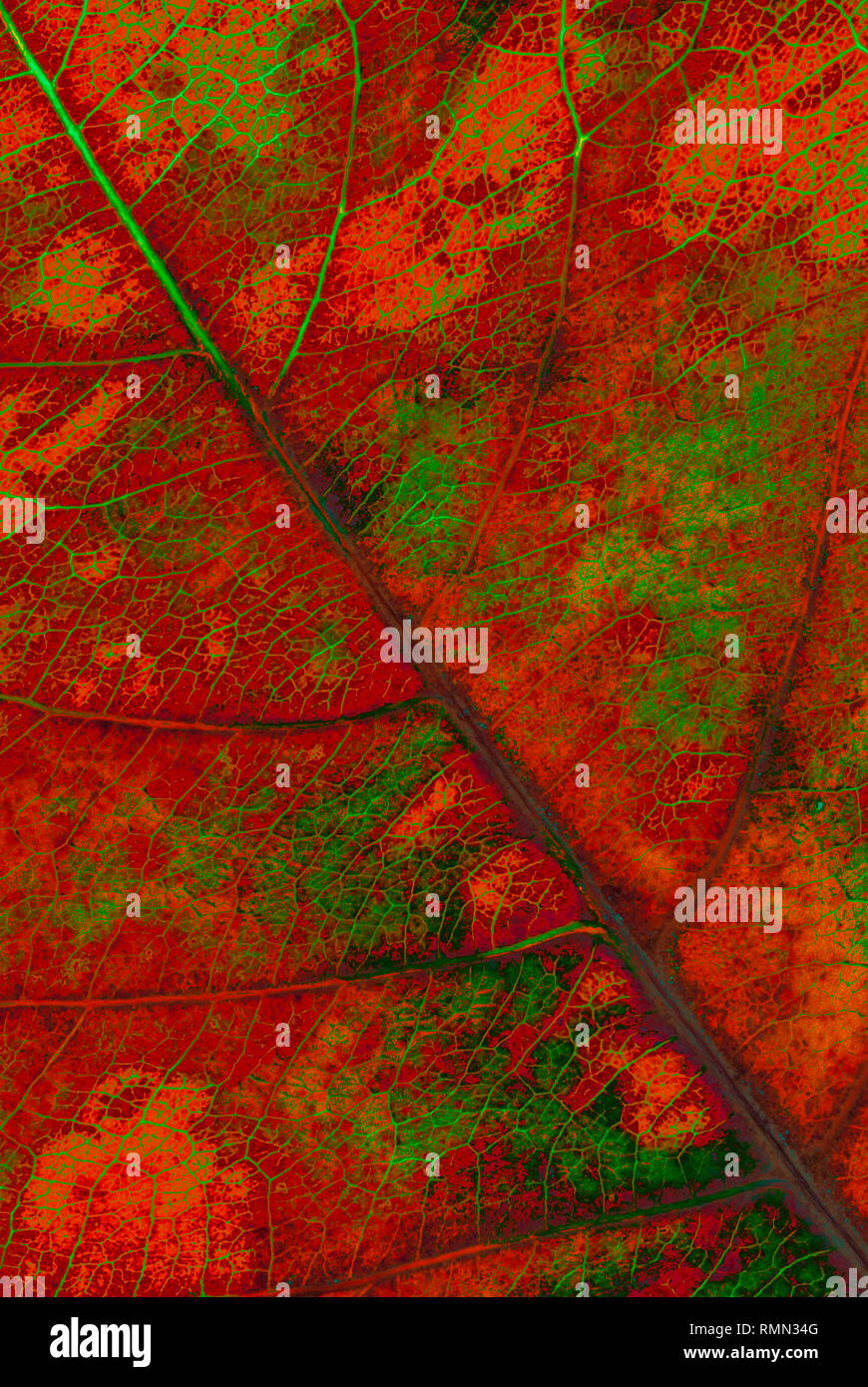 Foglie di colori Foto Stock