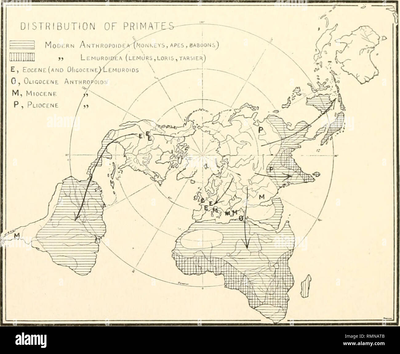 . Annali della Accademia delle Scienze di New York. La scienza; scienza -- New York (stato). 214 Annals New York Academy of Sciences gara di mammiferi. Credo che queste cause controllmg sono state sub- stantially lo stesso negli animali inferiori come nell uomo e i loro metodi e i percorsi di dispersione in gran parte identici.*'' primati abbiamo visto che la dispersione centro di jnan è in Asia centrale; che nella attuale distribuzione, i sopravvissuti del primo ciclo sono trovati. Fig. 7.-la dispersione dei primati la posizione marginale del moderno lemuri, jjrogressive scomparsa dell'ordine dal m Foto Stock
