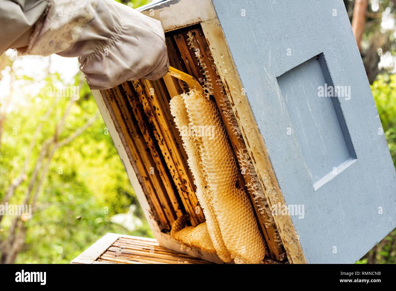 Apicoltore rimozione nido da bee hive Foto Stock