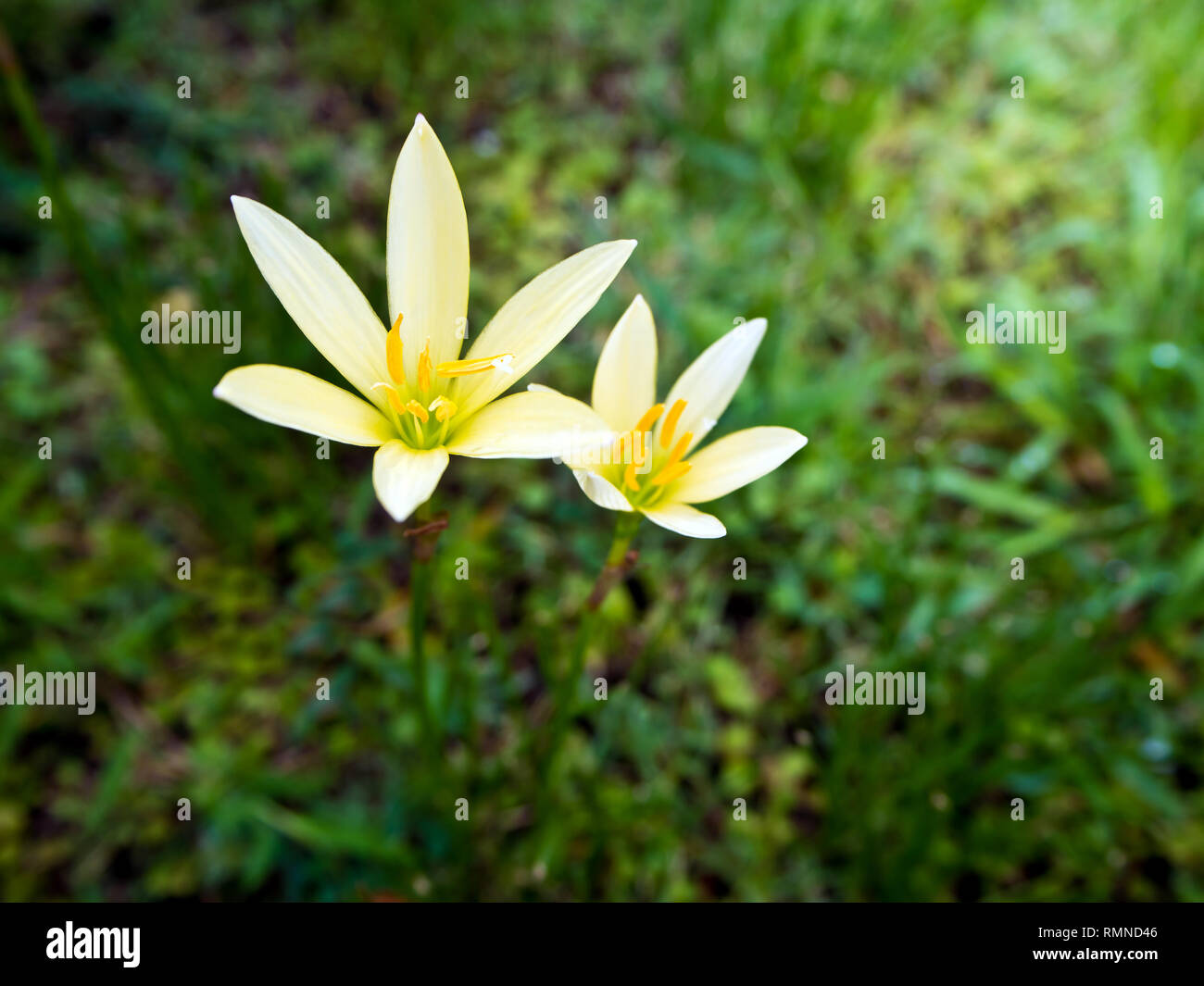 Massa giallo giglio fiore che sboccia su greensward in giardino Foto Stock