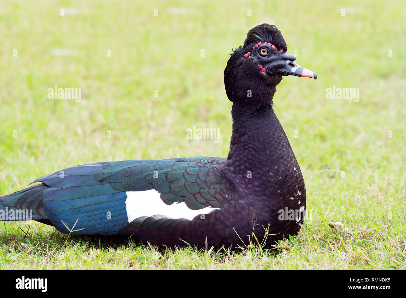 Anatra muta seduto sull'erba del Texas meridionale Foto Stock