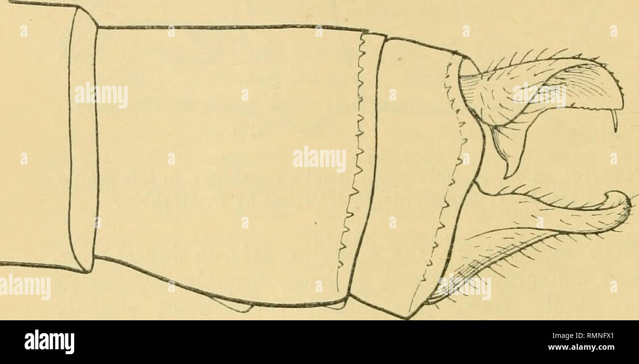 . Gli Annali e la rivista di storia naturale; zoologia, botanica e geologia. Storia naturale; Zoologia e botanica; Geologia. 40 Il sig. H. Campion su nero ; ti1)i;B con almeno un nero striatura mediana esternamente; tarso completamente nero ; artigli rossastra. Addome notevolmente più robusto rispetto a ^ , leggermente gonfiati in corrispondenza dei segmenti 8 e 9 ; i lati giallastro, con anelli neri presso la maggior parte delle suture; giallastro proveniente in vicAv dorsalmente, come macchie a base estrema di 3-6, almeno; superficie ventrale principalmente di colore giallognolo. Fig. 2.. Isosticta rohuntior, RIS, S- A.ual appendici, a sinistra vista di profilo (Mt. Cauala). Dettaglio Foto Stock