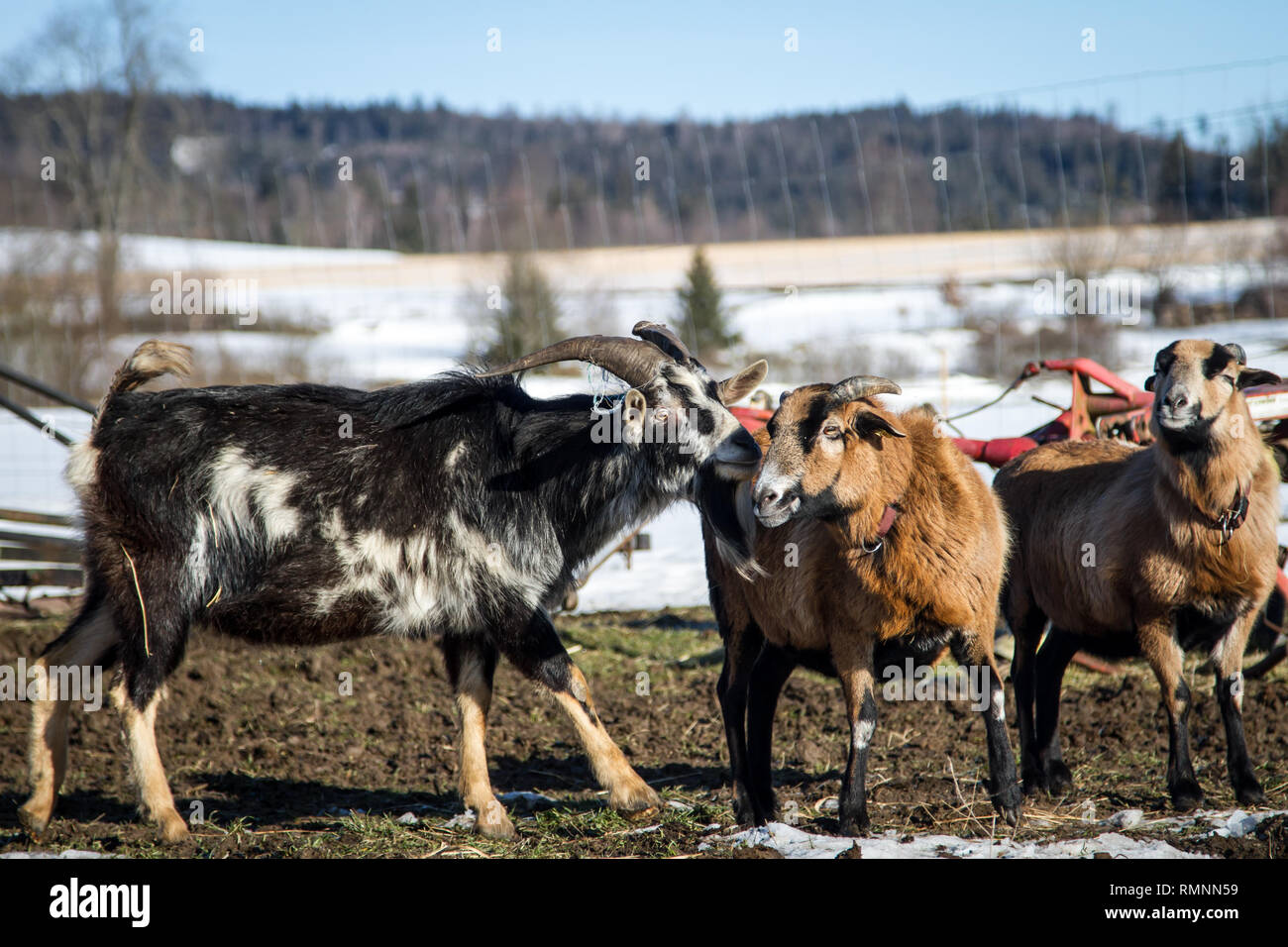 Il Camerun di pecora e di capra su un intervallo libero farm in inverno Foto Stock
