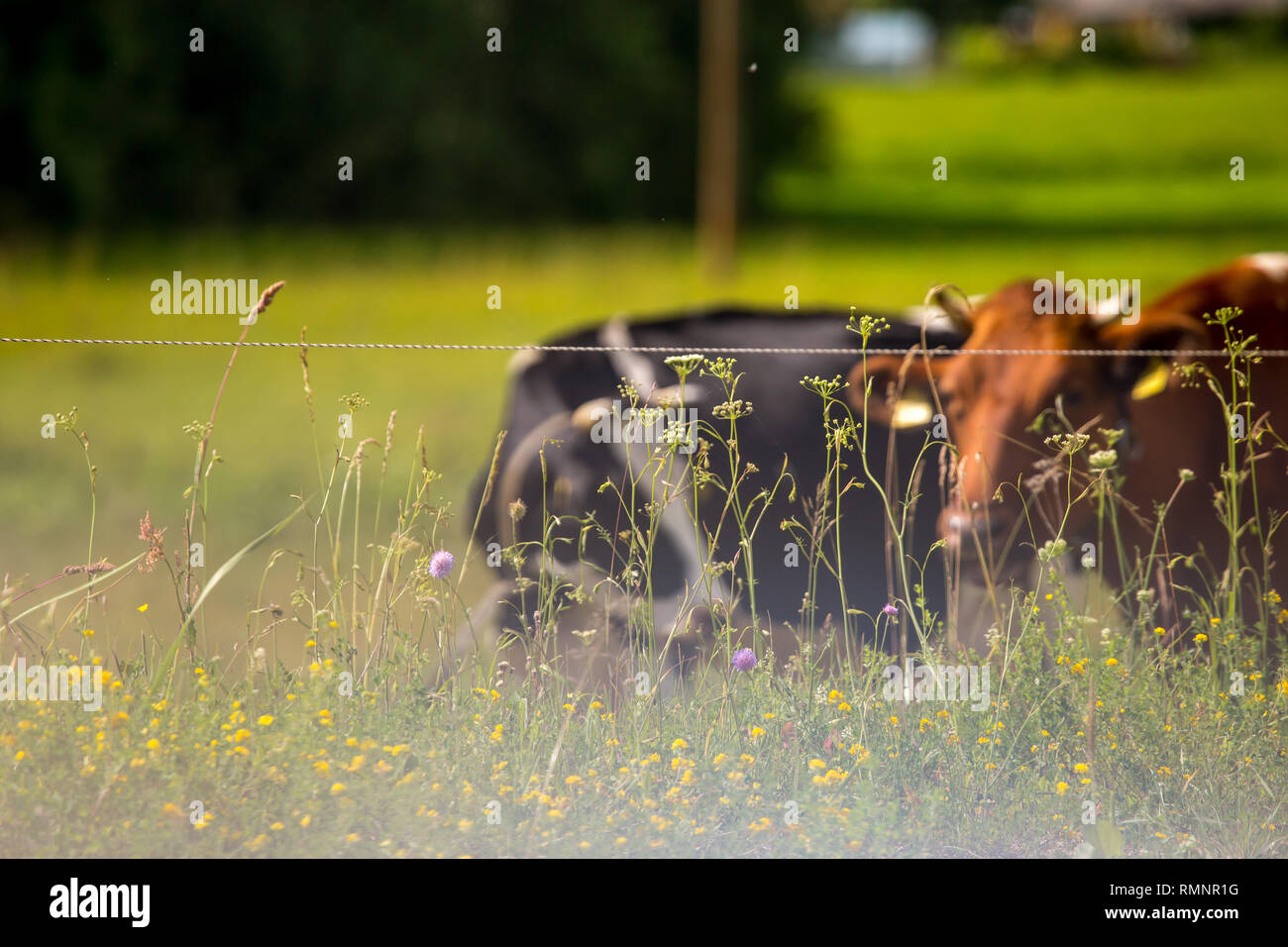Vacche da latte pascolo di prato verde nella nebbia mattutina. Mandria di mucche al pascolo nel prato. Le mucche in prato in primavera. Il pascolo di bestiame in erba, Lettonia. Foto Stock