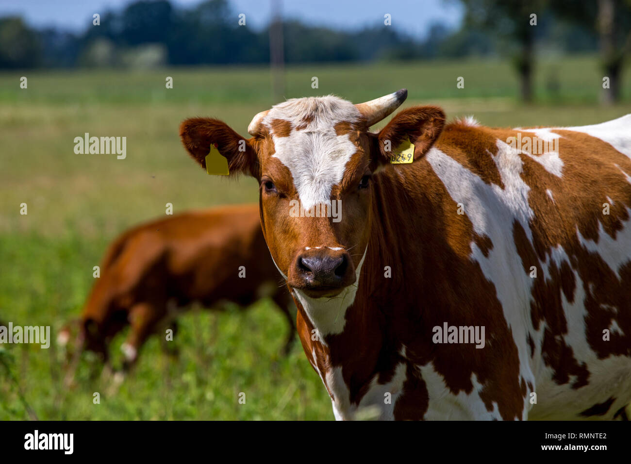 Vacche da latte in pascolo verde prato in Lettonia. Mandria di mucche al pascolo nel prato. Le mucche in prato in primavera. Il pascolo di bestiame in erba, Lettonia. Foto Stock