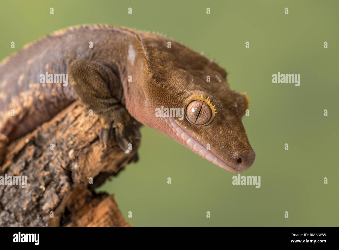 Crested Gecko. Isolati contro un muto sfondo verde. Focus su gli occhi. Camera per copia. Foto Stock