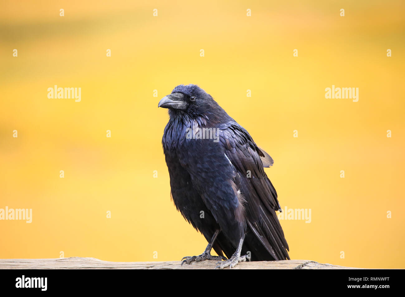 Raven closeup con uno sfondo giallo a Yellowstone un uccello Foto Stock