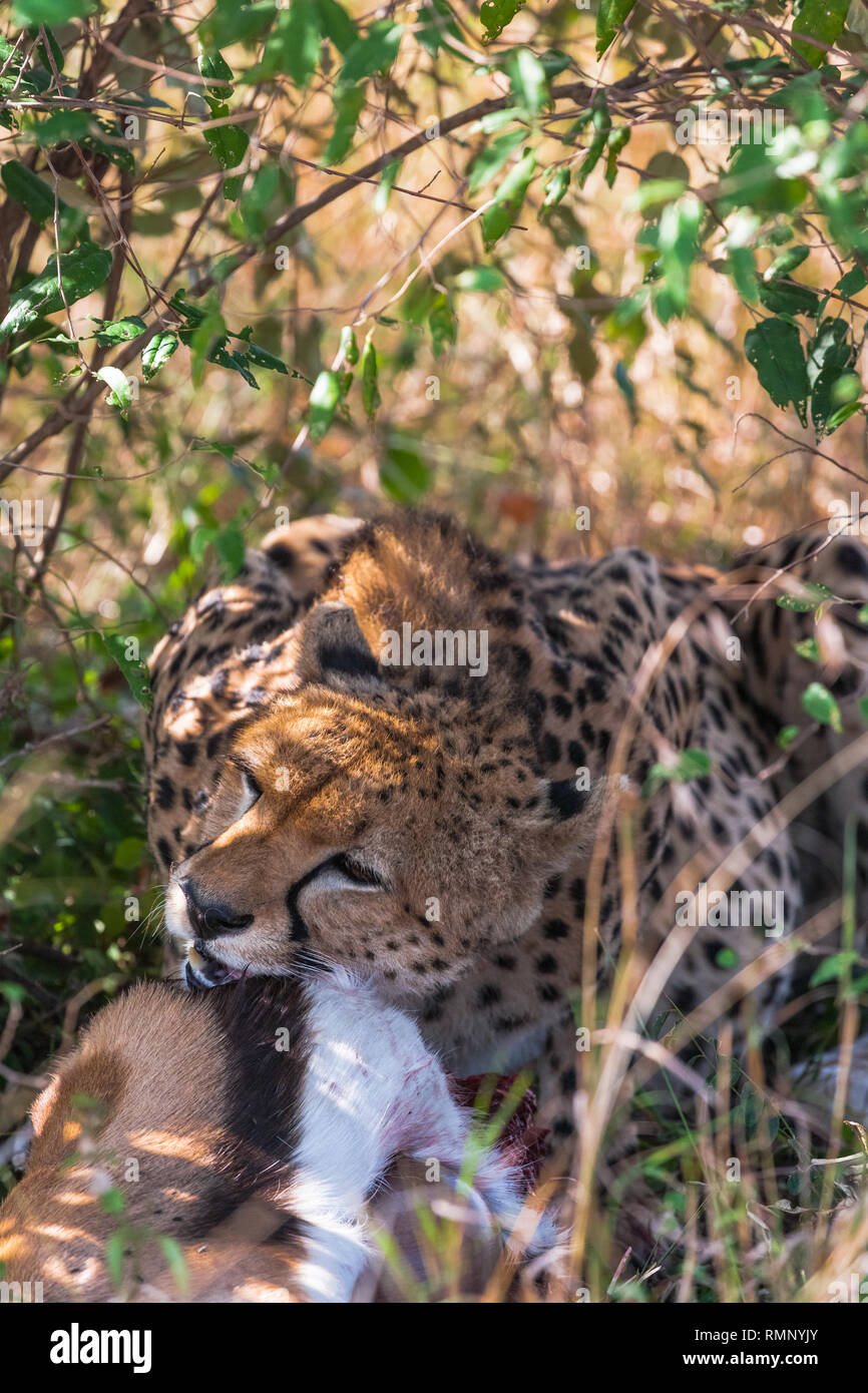 Ritratto di un ghepardo in corrispondenza di un pasto. Ghepardo nella boccola. Kenya Foto Stock