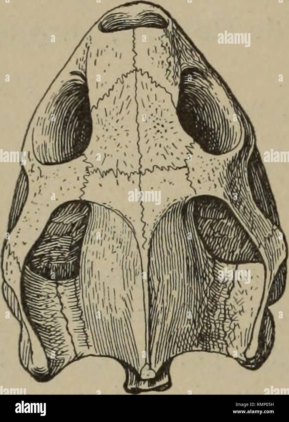 . Annali di Carnegie Museum. Carnegie Museum; Carnegie Museum di Storia Naturale; storia naturale. 20 Annali della Carnegie Museum. cranio nella raccolta fatta dal dottor Baur per l'Università di Chicago ; ma con nessuno di questi teschi vi è stato alcun del guscio. L'im- portance della presenza del guscio sarà realizzata quando si ri- elementi che la specie è stata basata sul guscio e che vi sono alcune specie del strettamente correlati genere Testudo nella stessa formazione.. Si prega di notare che queste immagini vengono estratte dalla pagina sottoposta a scansione di immagini che possono essere state migliorate digitalmente f Foto Stock